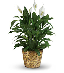 Simply Elegant Spathiphyllum - Large from Clermont Florist & Wine Shop, flower shop in Clermont